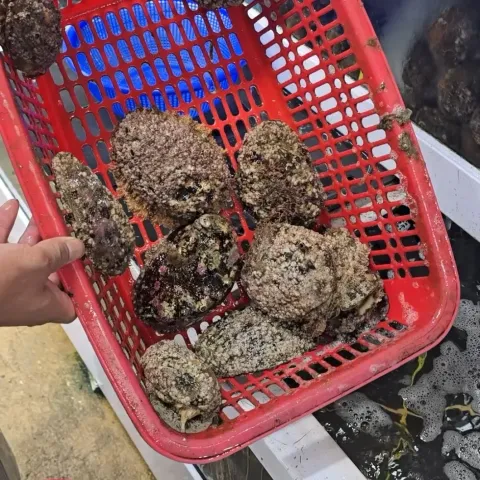 일통이반